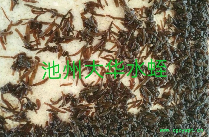 水蛭 水蛭种苗图6