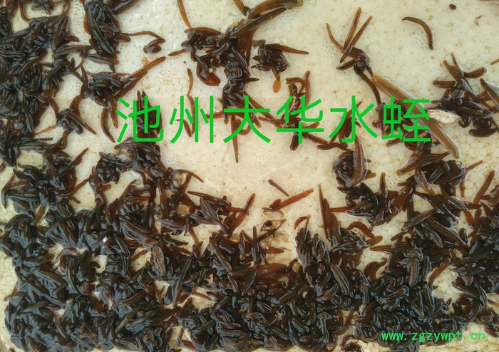 水蛭 水蛭种苗图5