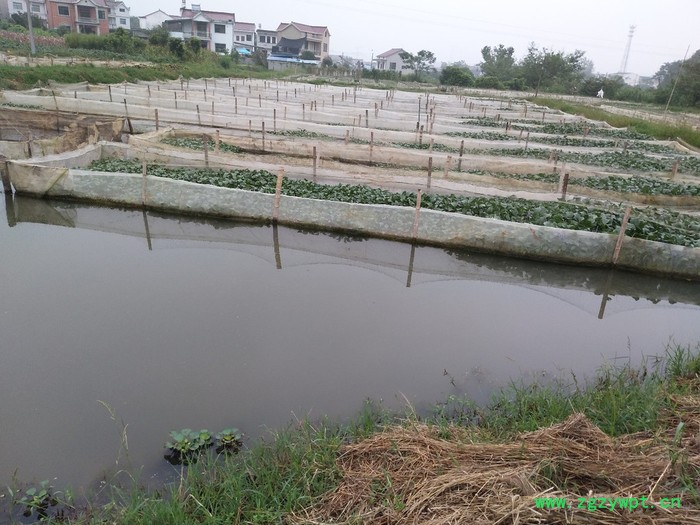 水蛭 水蛭种苗图7