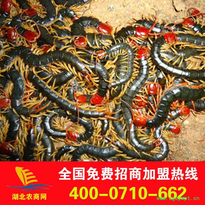 供应蜈蚣，蜈蚣种，蜈蚣种苗，金头蜈蚣，红头蜈蚣，蜈蚣养殖招商加盟图2