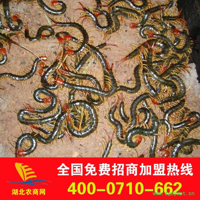供应蜈蚣，蜈蚣种，蜈蚣种苗，金头蜈蚣，红头蜈蚣，蜈蚣养殖招商加盟图3