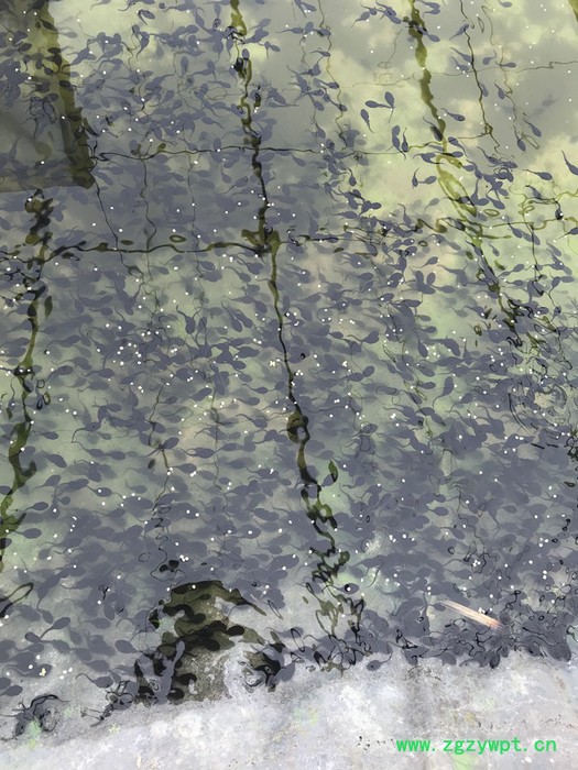 吉林永发蟾蜍专业教学蟾蜍养殖技术包含蟾衣蟾王酥采集加工技术图3