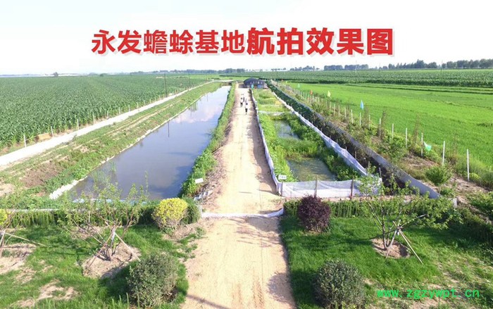 吉林永发蟾蜍专业教学蟾蜍养殖技术包含蟾衣蟾王酥采集加工技术图4