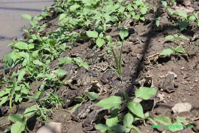 吉林永发蟾蜍专业教学蟾蜍养殖技术包含蟾衣蟾王酥采集加工技术图5