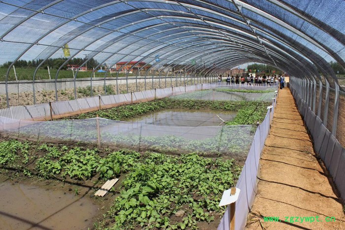 吉林永发蟾蜍专业教学蟾蜍养殖技术包含蟾衣蟾王酥采集加工技术图7