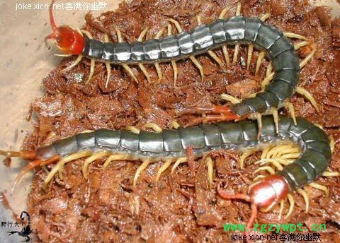 大山深处正宗**----活蜈蚣  统货大小不限 长期供应图3