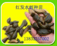 水蛭养殖方法  水蛭养殖技术资料 水蛭养殖经济效益图3