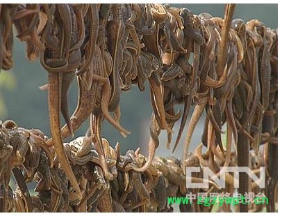 供应武汉银丰农科10号供应水蛭种苗教您水蛭养殖场地改造方案图2