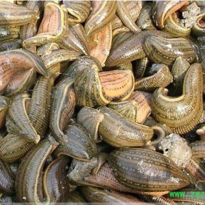 供应武汉银丰农科10号供应水蛭种苗教您水蛭养殖场地改造方案