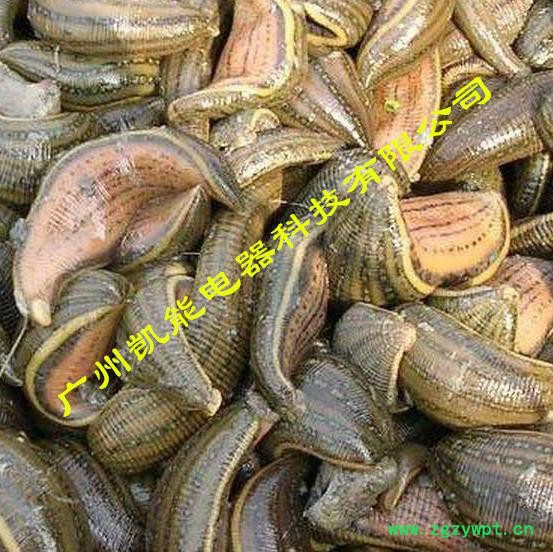 金凯水蛭烘干机 水蛭烘干设备厂家 空气能水蛭烘干机诚邀加盟图3