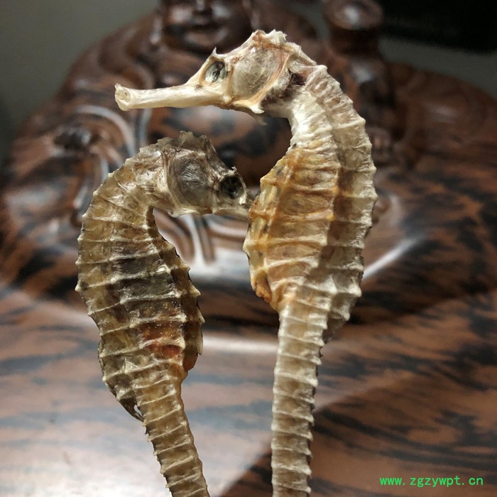 产地直销批发海马,一对12厘米,泡酒料男滋补图2