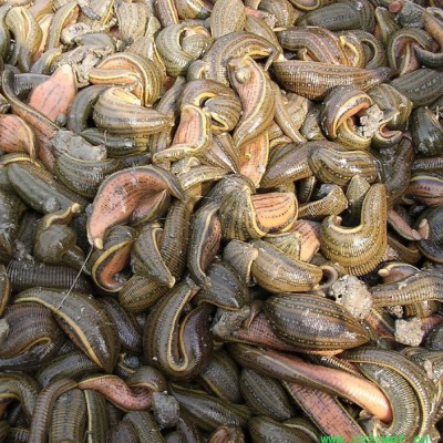 供应武汉银丰农科10号供应水蛭种苗