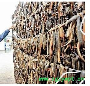 供应武汉银丰农科10号供应水蛭种苗图2