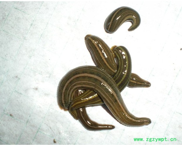 供应武汉银丰农科10号供应水蛭种苗图3