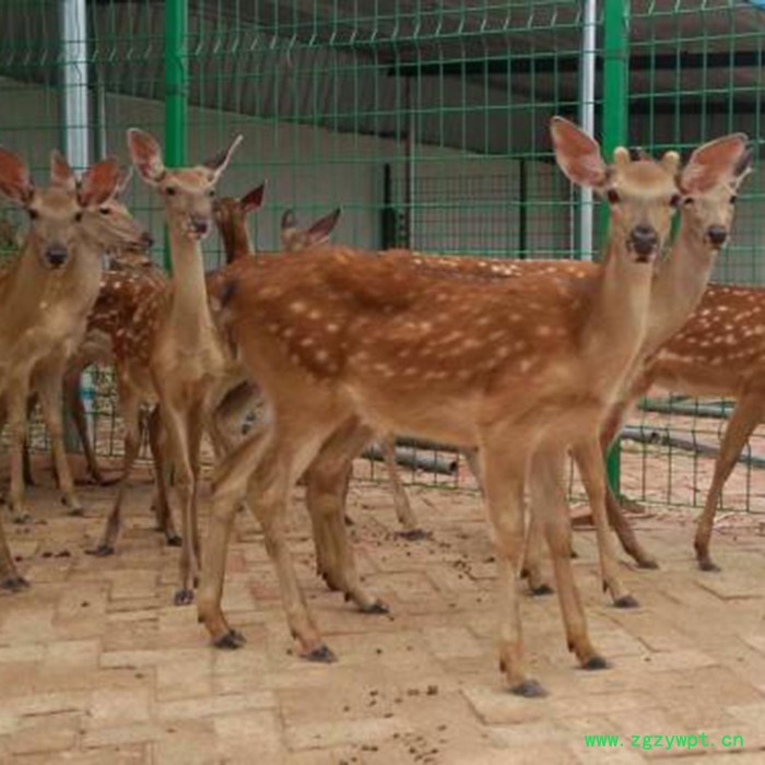 鸿兴 ** 鹿茸** 圣诞** 工艺品** 电话议价图4