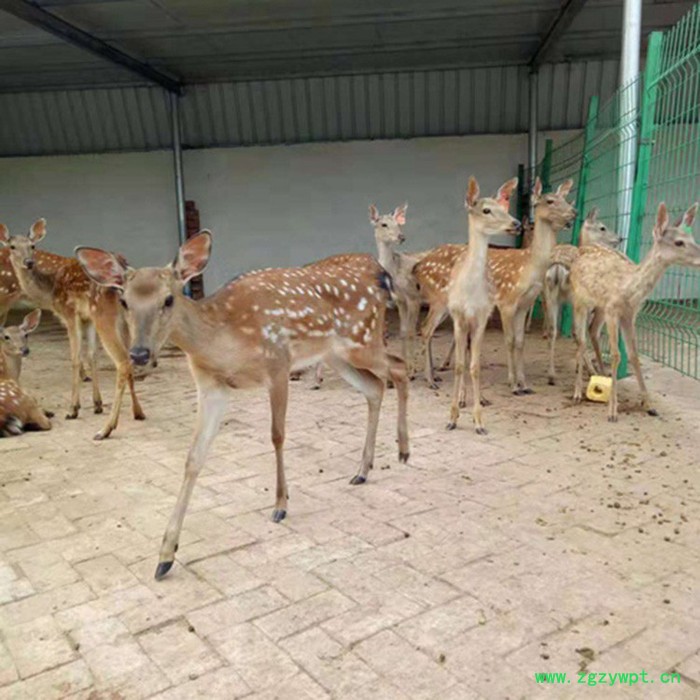 鸿兴 ** 鹿茸** 圣诞** 工艺品** 电话议价图2