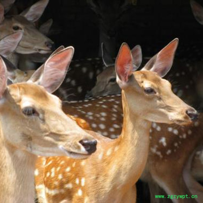 鸿兴 ** 鹿茸** 圣诞** 工艺品** 电话议价图3