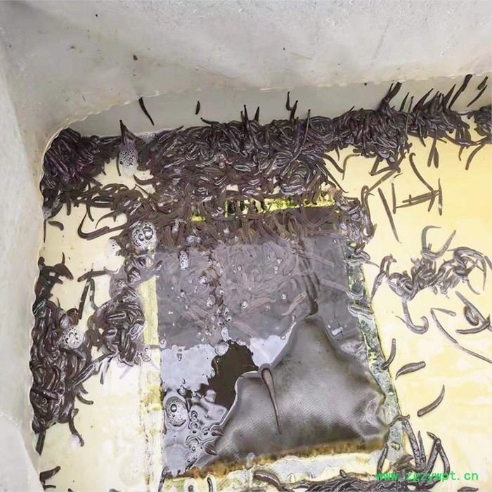 新垣 水产养殖箱 水蛭养殖箱方形蚂蝗养殖箱图2