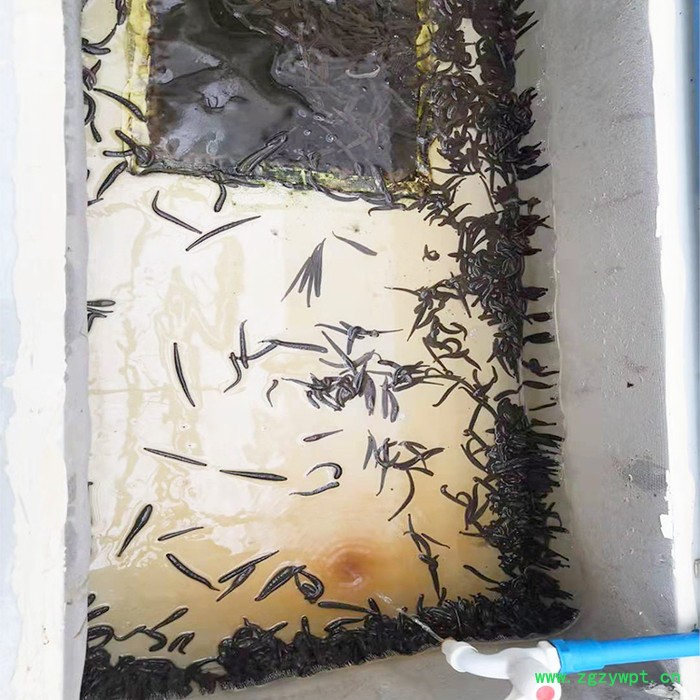 新垣 水产养殖箱 水蛭养殖箱方形蚂蝗养殖箱图4