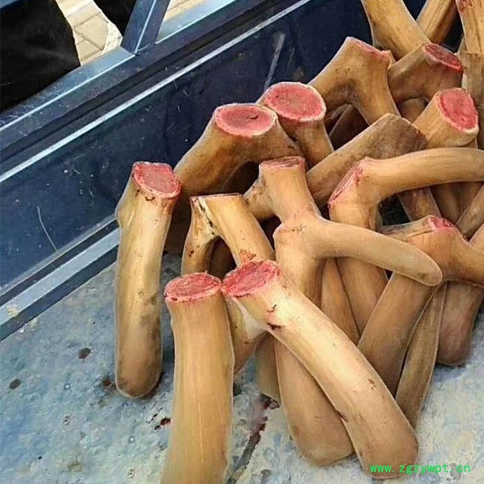 血鹿茸鹿茸整个鹿茸人参鹿茸泡酒图2