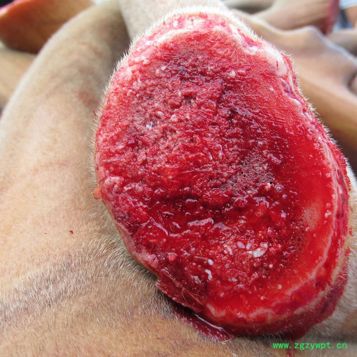 鹿小样鹿茸血500m加酒保鲜图3