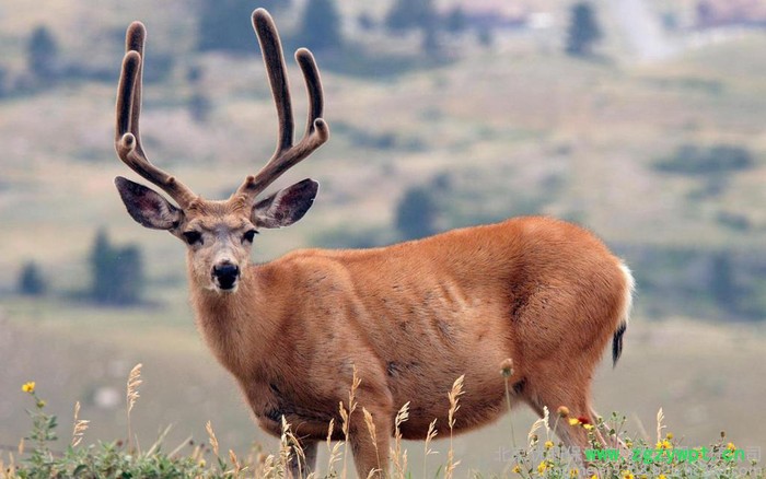 促进鹿茸快速生长，预防鹿猝死症的专用预混料图2