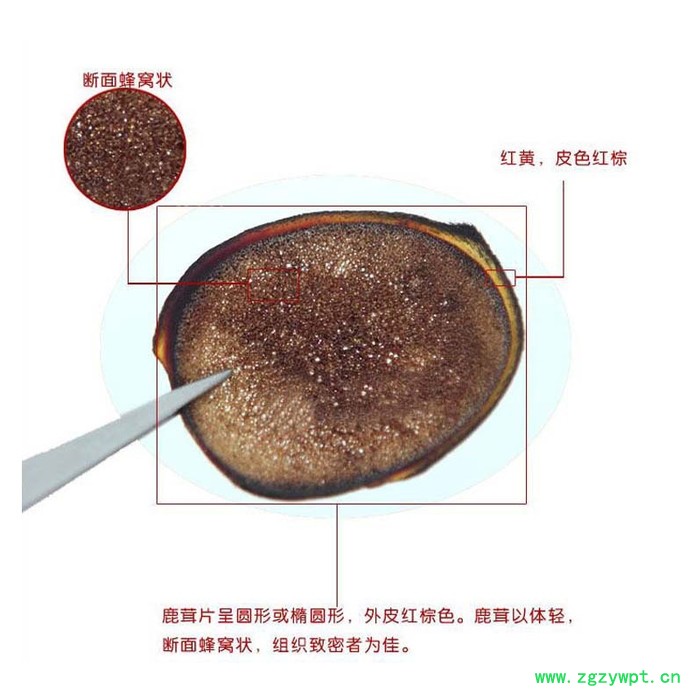 藏锦源鹿茸片东北**茸片 有腊圈腥味重 血片红粉片 嚼着吃图2