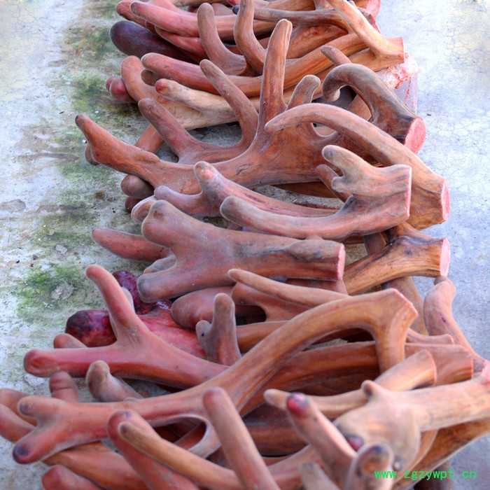东北鹿茸价格,二杠茸鹿茸,滋补养生图3