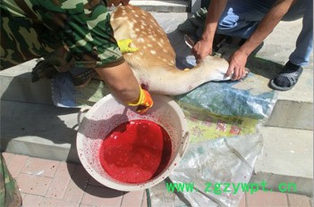 厂家长期供应鹿茸血提取物 鹿心血粉供应 鹿血提取物 鹿血粉鹿全血价格图3