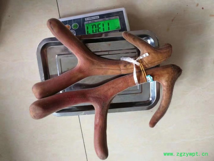 鹿茸图2