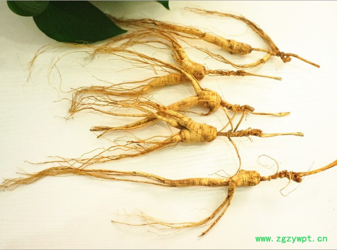 鹿茸野山参泡酒移山参林下参白参林下参图3