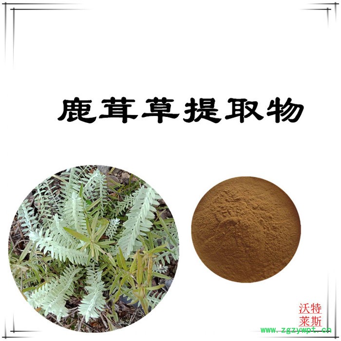 沃特莱斯 鹿茸草提取物10:1  速溶鹿茸草粉图3