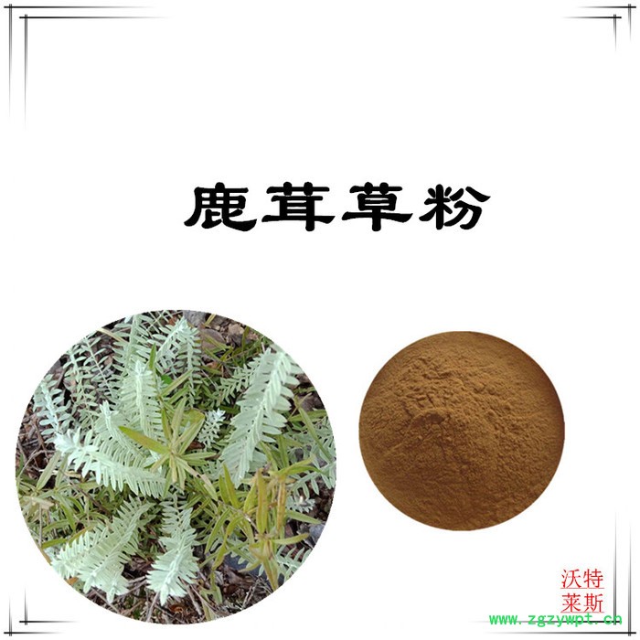 沃特莱斯 鹿茸草提取物10:1  速溶鹿茸草粉图2