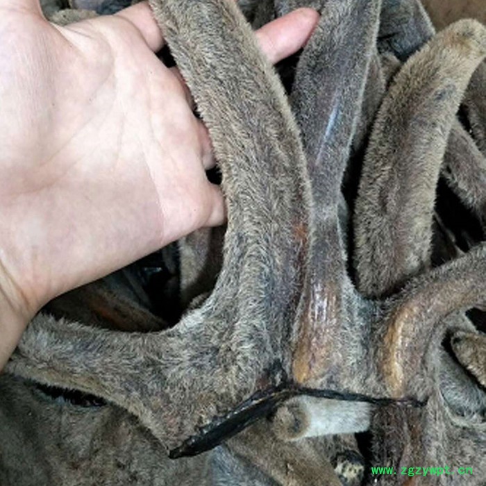 干鹿茸（每克价格） 每枝130g-150g左右整支礼盒切片机片干头茬整根梅花粉鹿茸鹿茸血冻干粉男性保健品鹿鞭膏土特产男性图4
