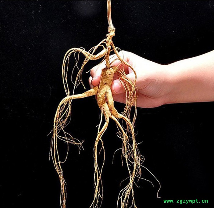 中国东北山参鹿茸礼盒趴货野山参林下参煲鸡汤图3