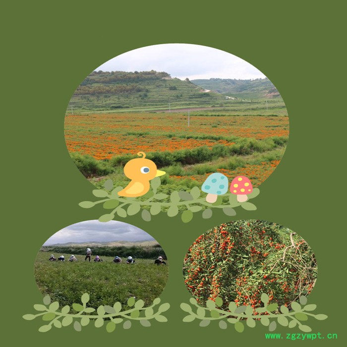 斯诺特 鹿茸多肽 鹿茸小分子肽 植物提取物厂家图4