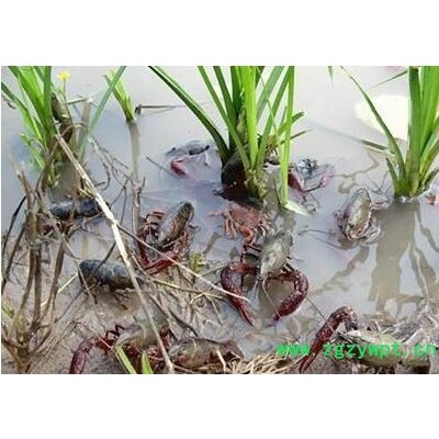 农大丰宇 特种养殖基地，水蛭养殖技术，龙虾养殖