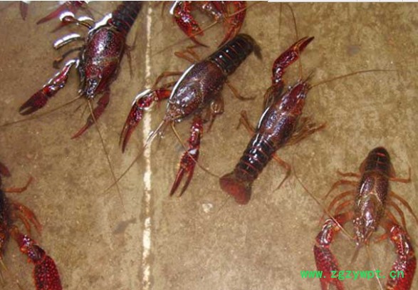 农大丰宇 特种养殖基地，水蛭养殖技术，龙虾养殖图2