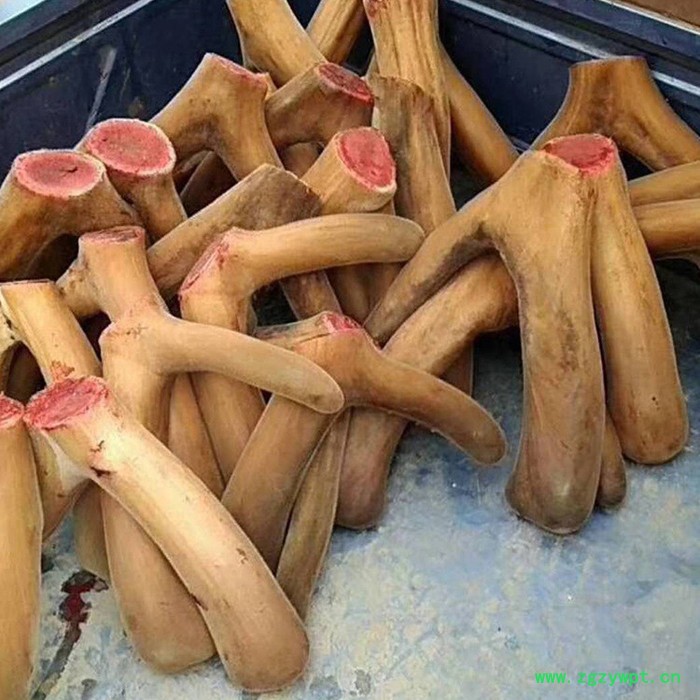 鹿茸要鹿茸整支鹿茸人参枸杞鹿茸泡酒图2