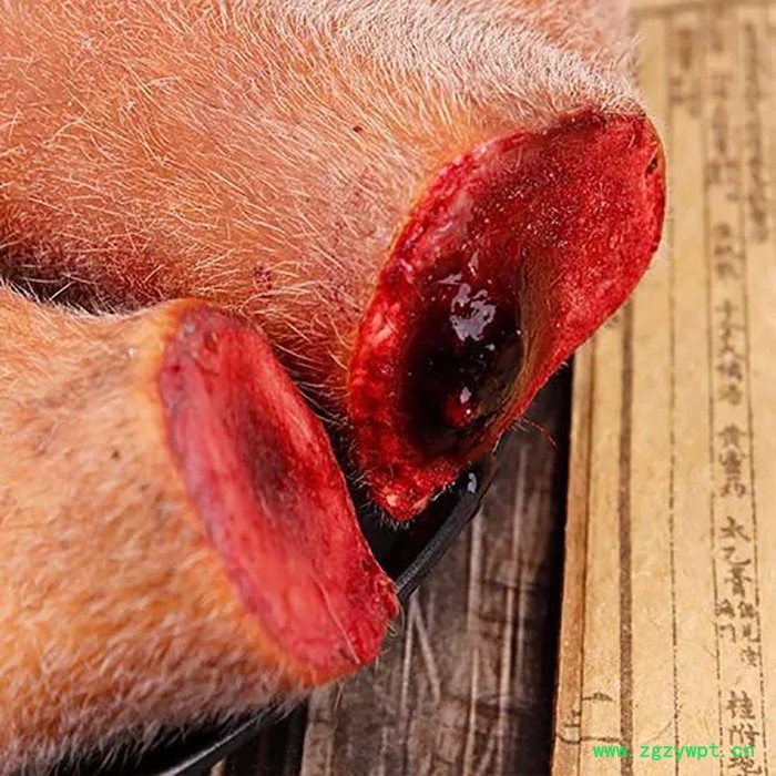 东北鹿茸多钱新鲜,新鲜整枝马鹿茸,产地直销图2