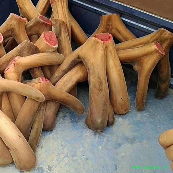 东北鹿茸多钱新鲜,新鲜整枝马鹿茸,产地直销图3