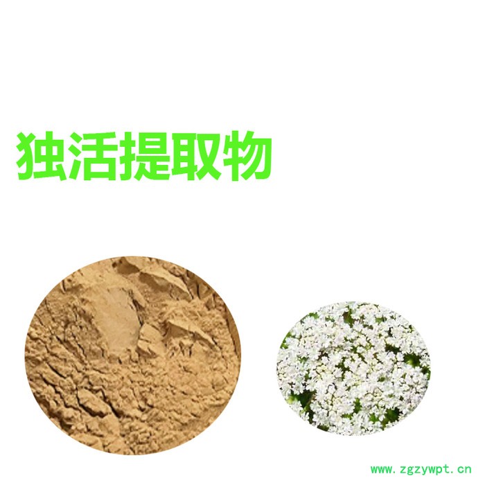 甘肃斯诺特 独活提取物  量大从优 独活粉图4