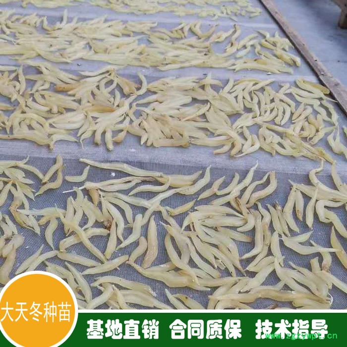 鑫燎三农 云南天冬批发基地 昆明天冬价格走势图6