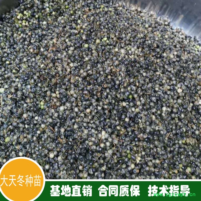 鑫燎三农 云南天冬批发基地 昆明天冬价格走势图3