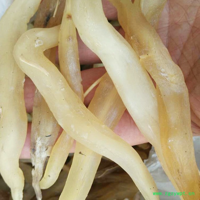 鑫燎三农 云南天冬批发基地 昆明天冬价格走势图2