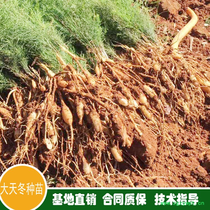 鑫燎三农 云南天冬批发基地 昆明天冬价格走势图5