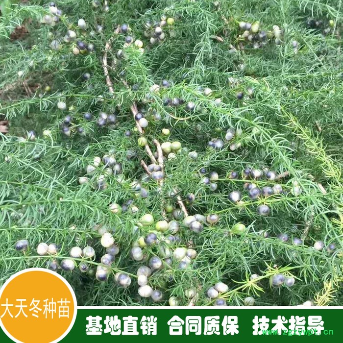 鑫燎三农 云南天冬批发基地 昆明天冬价格走势图4