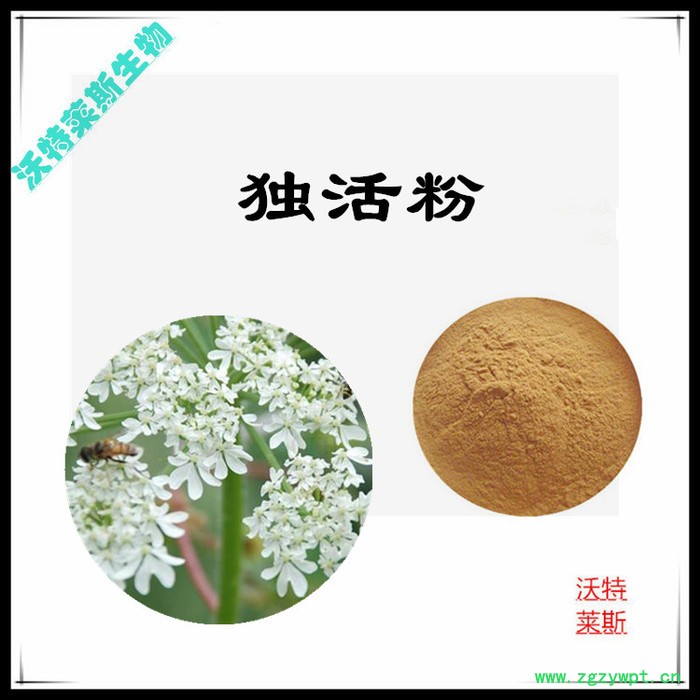 沃特莱斯 独活速溶粉98% 独活提取物10:1图5
