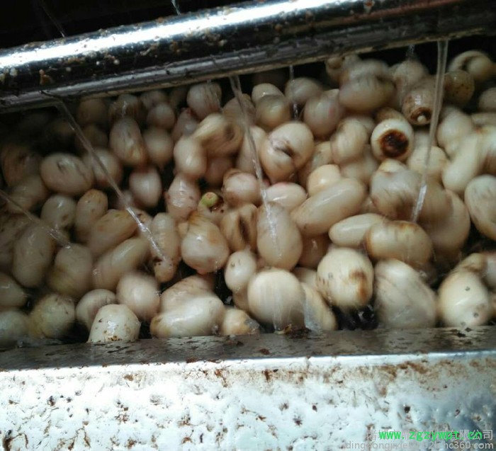 鼎鸿MQX-1500型桔梗清洗机 天冬清洗机 独丁子清洗机 黄精清洗机 小型药材清洗机 毛棍清洗机低价批发图4