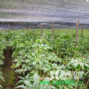 重庆协禾农业  重楼 白芨 半夏 天冬种苗种子培育基地